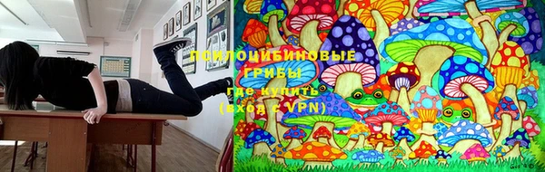 PSILOCYBIN Балахна